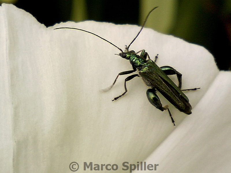 Oedemera nobilis - maschio